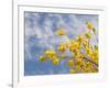 Denver Botanical Gardens, Denver, Colorado, USA-Trish Drury-Framed Photographic Print