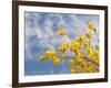 Denver Botanical Gardens, Denver, Colorado, USA-Trish Drury-Framed Photographic Print