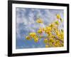 Denver Botanical Gardens, Denver, Colorado, USA-Trish Drury-Framed Photographic Print