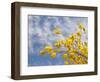 Denver Botanical Gardens, Denver, Colorado, USA-Trish Drury-Framed Photographic Print