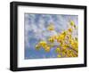 Denver Botanical Gardens, Denver, Colorado, USA-Trish Drury-Framed Photographic Print