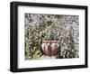 Denver Botanical Gardens, Denver, Colorado, USA-Trish Drury-Framed Photographic Print