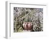 Denver Botanical Gardens, Denver, Colorado, USA-Trish Drury-Framed Photographic Print