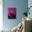 Denver, CO-Mark Gibson-Mounted Premium Photographic Print displayed on a wall