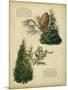 Deodar Cedar and Eastern Red Cedar-null-Mounted Art Print
