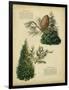 Deodar Cedar and Eastern Red Cedar-null-Framed Art Print