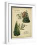 Deodar Cedar and Eastern Red Cedar-null-Framed Art Print