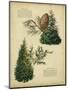 Deodar Cedar and Eastern Red Cedar-null-Mounted Art Print