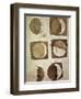 Depiction of the Different Phases of the Moon Viewed from the Earth-Galileo-Framed Art Print