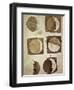 Depiction of the Different Phases of the Moon Viewed from the Earth-Galileo-Framed Art Print