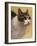 Derby Cat-Diane Hoeptner-Framed Art Print