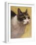 Derby Cat-Diane Hoeptner-Framed Art Print