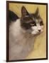 Derby Cat-Diane Hoeptner-Framed Art Print