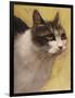 Derby Cat-Diane Hoeptner-Framed Art Print