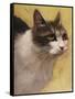 Derby Cat-Diane Hoeptner-Framed Stretched Canvas