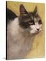 Derby Cat-Diane Hoeptner-Stretched Canvas