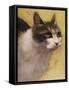 Derby Cat-Diane Hoeptner-Framed Stretched Canvas