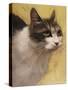 Derby Cat-Diane Hoeptner-Stretched Canvas