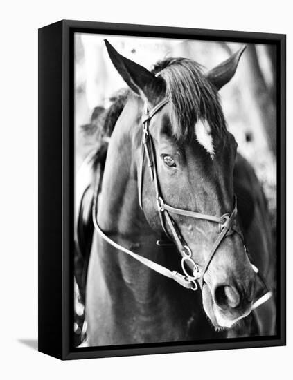 Derby I-Susan Bryant-Framed Stretched Canvas