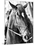 Derby I-Susan Bryant-Mounted Photographic Print