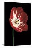 Midnight Tulip I-Derek Harris-Giclee Print