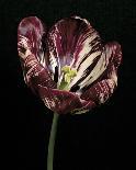 Midnight Tulip II-Derek Harris-Giclee Print