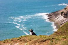 Carn Llidi Looking Toward Ramsey Island, Pembrokeshire, Wales, United Kingdom, Europe-Derek Phillips-Photographic Print