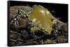 Dermatonotus Muelleri (Muller's Termite Frog)-Paul Starosta-Framed Stretched Canvas