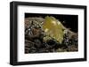 Dermatonotus Muelleri (Muller's Termite Frog)-Paul Starosta-Framed Photographic Print