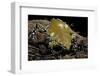 Dermatonotus Muelleri (Muller's Termite Frog)-Paul Starosta-Framed Photographic Print