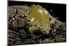 Dermatonotus Muelleri (Muller's Termite Frog)-Paul Starosta-Mounted Photographic Print