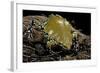 Dermatonotus Muelleri (Muller's Termite Frog)-Paul Starosta-Framed Photographic Print