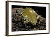 Dermatonotus Muelleri (Muller's Termite Frog)-Paul Starosta-Framed Photographic Print