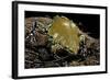 Dermatonotus Muelleri (Muller's Termite Frog)-Paul Starosta-Framed Photographic Print