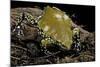 Dermatonotus Muelleri (Muller's Termite Frog)-Paul Starosta-Mounted Photographic Print