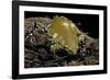 Dermatonotus Muelleri (Muller's Termite Frog)-Paul Starosta-Framed Photographic Print