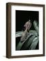 Deroplatys Desiccata (Giant Dead Leaf Mantis)-Paul Starosta-Framed Photographic Print