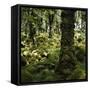 Derrycunnihy Oak Woods, County Kerry, Munster, Republic of Ireland, Europe-Andrew Mcconnell-Framed Stretched Canvas