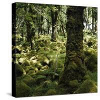 Derrycunnihy Oak Woods, County Kerry, Munster, Republic of Ireland, Europe-Andrew Mcconnell-Stretched Canvas