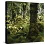 Derrycunnihy Oak Woods, County Kerry, Munster, Republic of Ireland, Europe-Andrew Mcconnell-Stretched Canvas