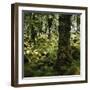 Derrycunnihy Oak Woods, County Kerry, Munster, Republic of Ireland, Europe-Andrew Mcconnell-Framed Photographic Print