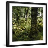 Derrycunnihy Oak Woods, County Kerry, Munster, Republic of Ireland, Europe-Andrew Mcconnell-Framed Photographic Print