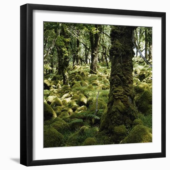 Derrycunnihy Oak Woods, County Kerry, Munster, Republic of Ireland, Europe-Andrew Mcconnell-Framed Photographic Print