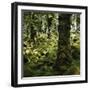 Derrycunnihy Oak Woods, County Kerry, Munster, Republic of Ireland, Europe-Andrew Mcconnell-Framed Photographic Print