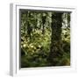 Derrycunnihy Oak Woods, County Kerry, Munster, Republic of Ireland, Europe-Andrew Mcconnell-Framed Photographic Print