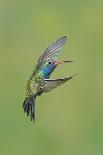 Broad-billed Hummingbird (Cynanthus latirostris) adult male, in flight, Amado, Arizona-Des Ong-Photographic Print