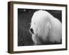 Descendant of 16th Century French Court Dogs-Yale Joel-Framed Photographic Print