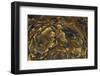 Deschutes Jasper, Oregon-Darrell Gulin-Framed Photographic Print