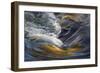 Deschutes Rapids in Bend-David Lorenz Winston-Framed Art Print