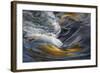 Deschutes Rapids in Bend-David Lorenz Winston-Framed Art Print